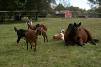 Goats & Fasci at Alabu Farm